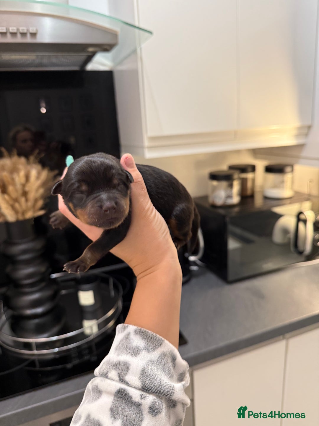 Rottweiler dogs for sale: Chunky Rottweiler puppies - Advert 14