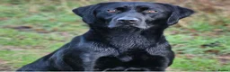 Labrador Retriever dogs for stud: Black Lab at Stud (Jocksburn Tay of Canderrose - Advert 4