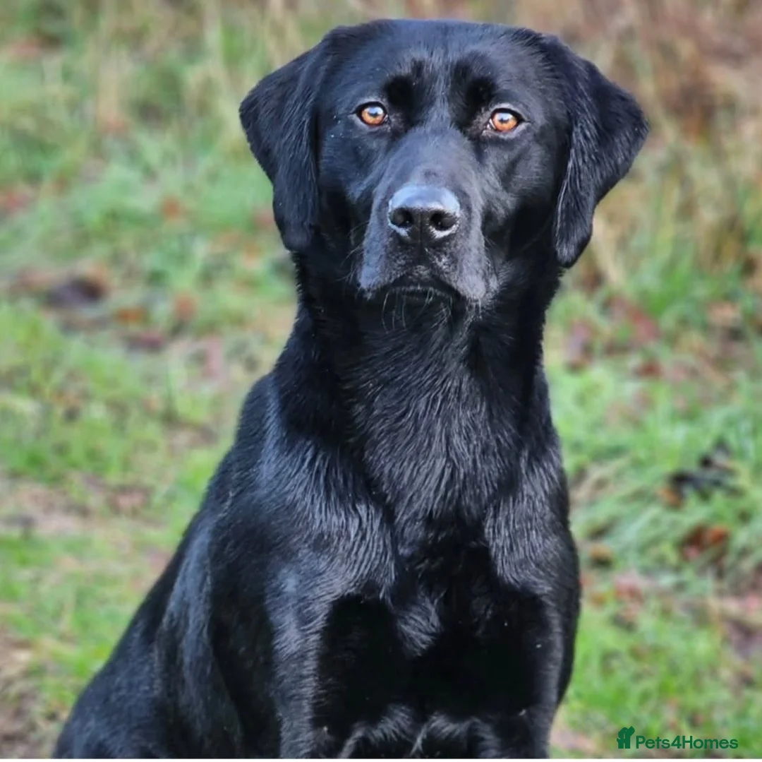 Labrador Retriever dogs for stud: Black Lab at Stud (Jocksburn Tay of Canderrose - Advert 4