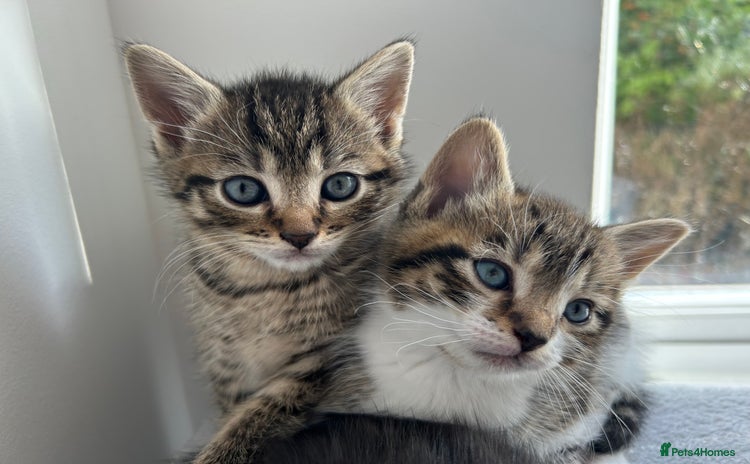 British Longhair cats - Advert 1