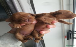 Cavalier King Charles Spaniel dogs for sale: Cavalier King Charles  - Image 6