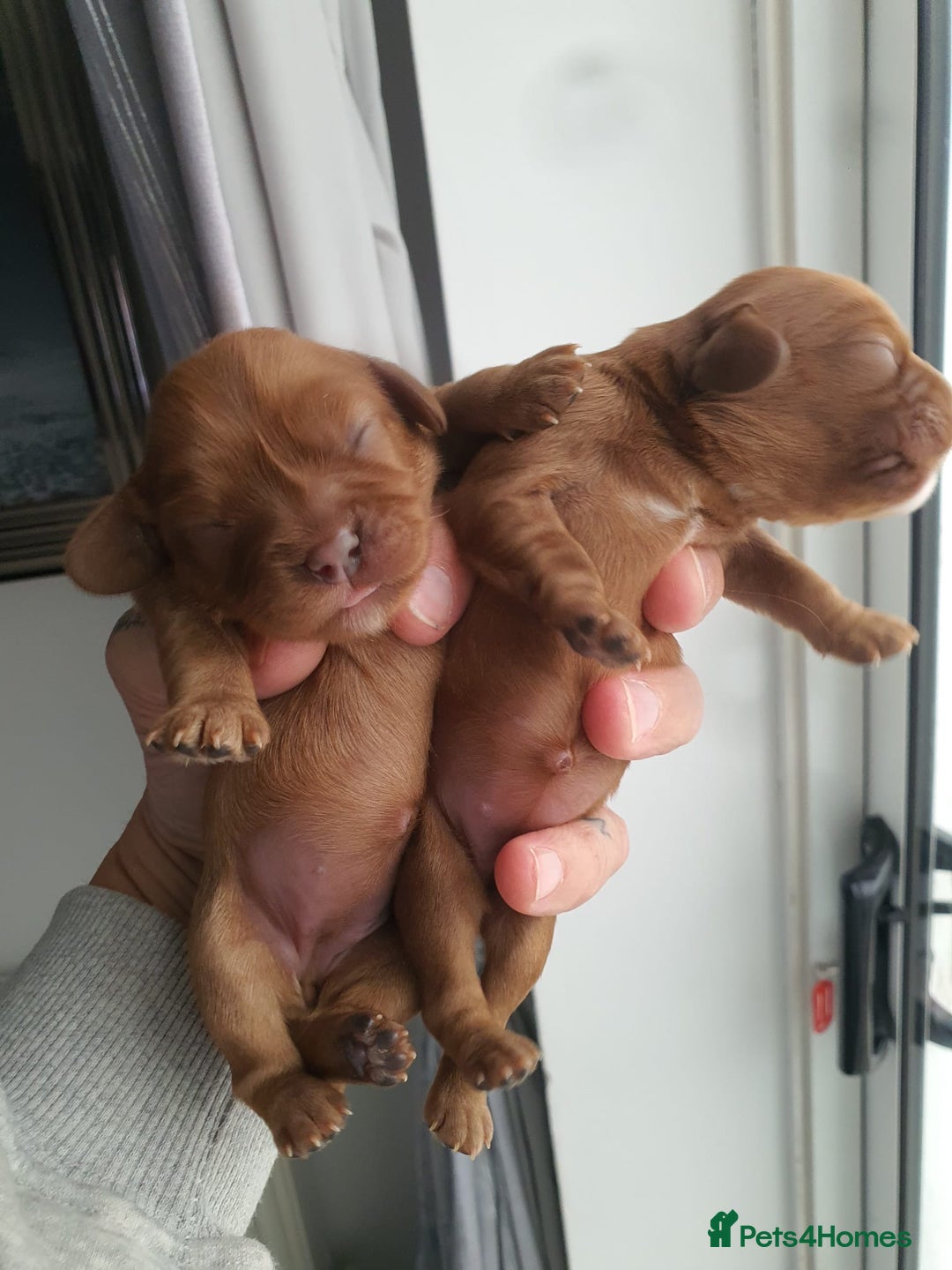 Cavalier King Charles Spaniel dogs for sale: Cavalier King Charles  - Image 6