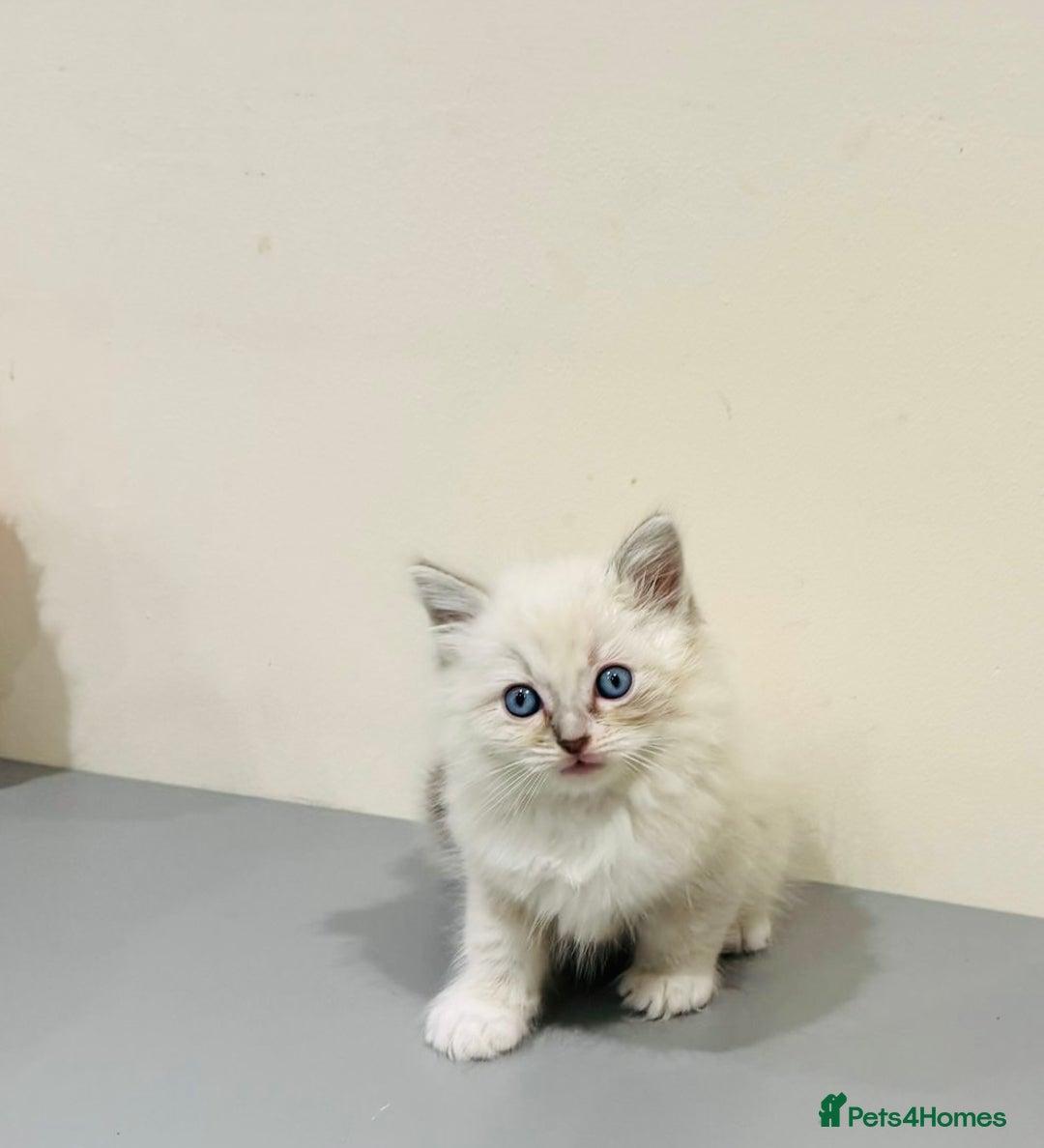 Ragdoll cats for sale: Adorable Pure Ragdoll Kittens - Advert 1