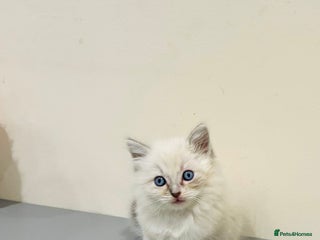 Ragdoll cats Adorable Pure Ragdoll Kittens - Advert 2