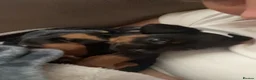Mixed Breed dogs for sale: Adorable cockapoochi 8 weeks old  - Advert 3