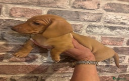 Miniature Dachshund dogs for sale: Kc reg min  Dachshund babies  - Image 15