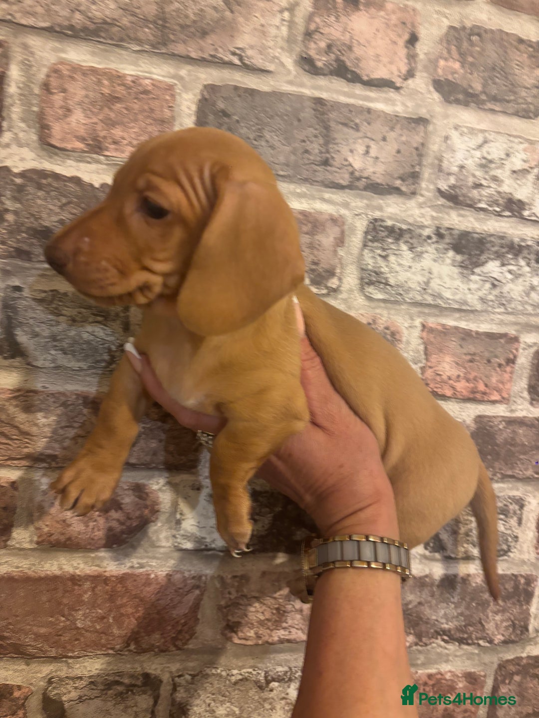 Miniature Dachshund dogs for sale: Kc reg min  Dachshund babies  - Image 15