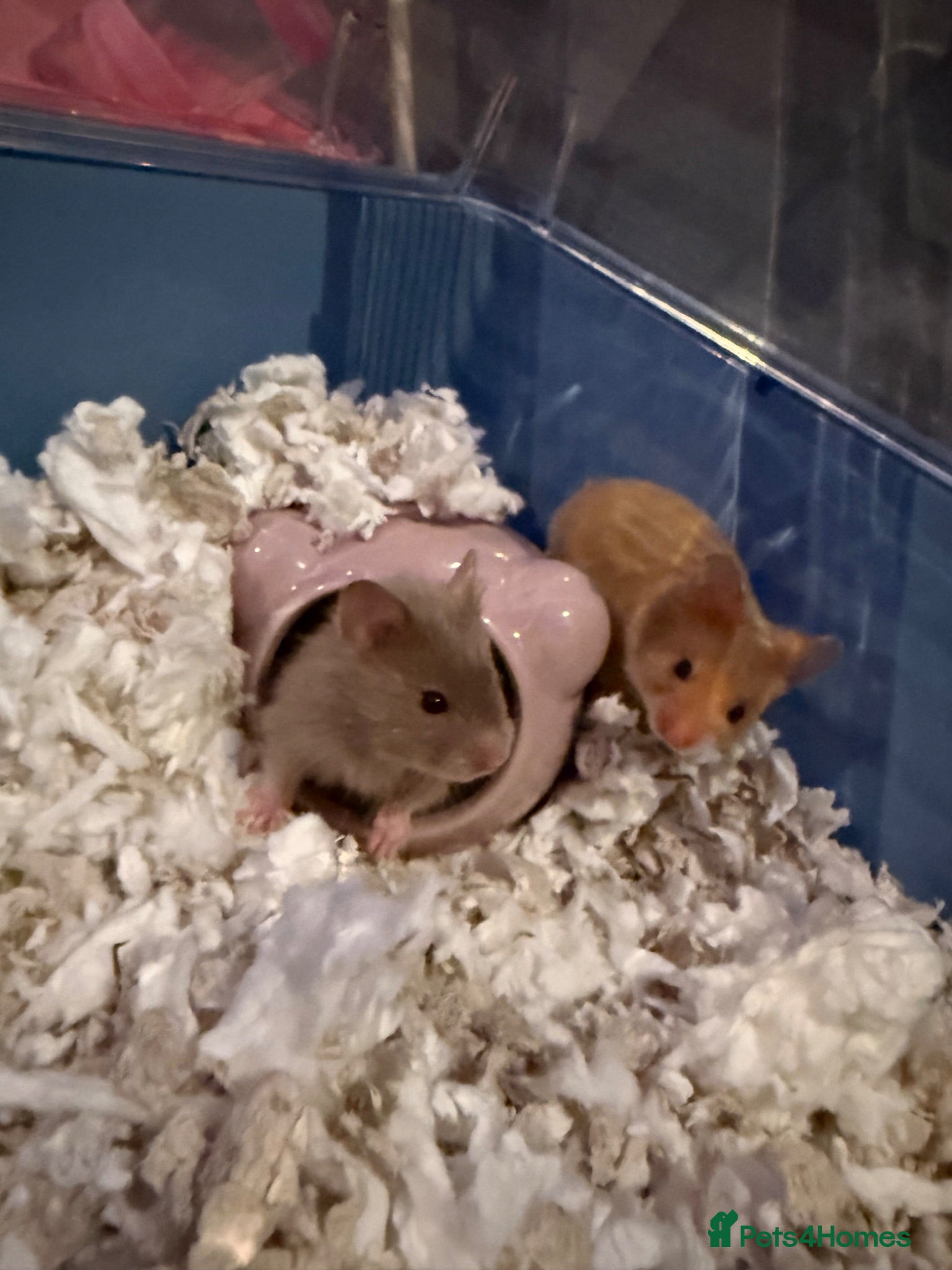 Hamster rodents Baby hamsters Syrian  - Advert 14