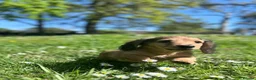 Miniature Dachshund dogs for sale: Miniature Dachshund Boy KC Registered in Hayling Island - Advert 4