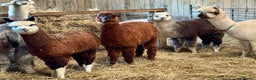 Alpaca livestock for sale: Alpaca Cria’s females - Advert 4