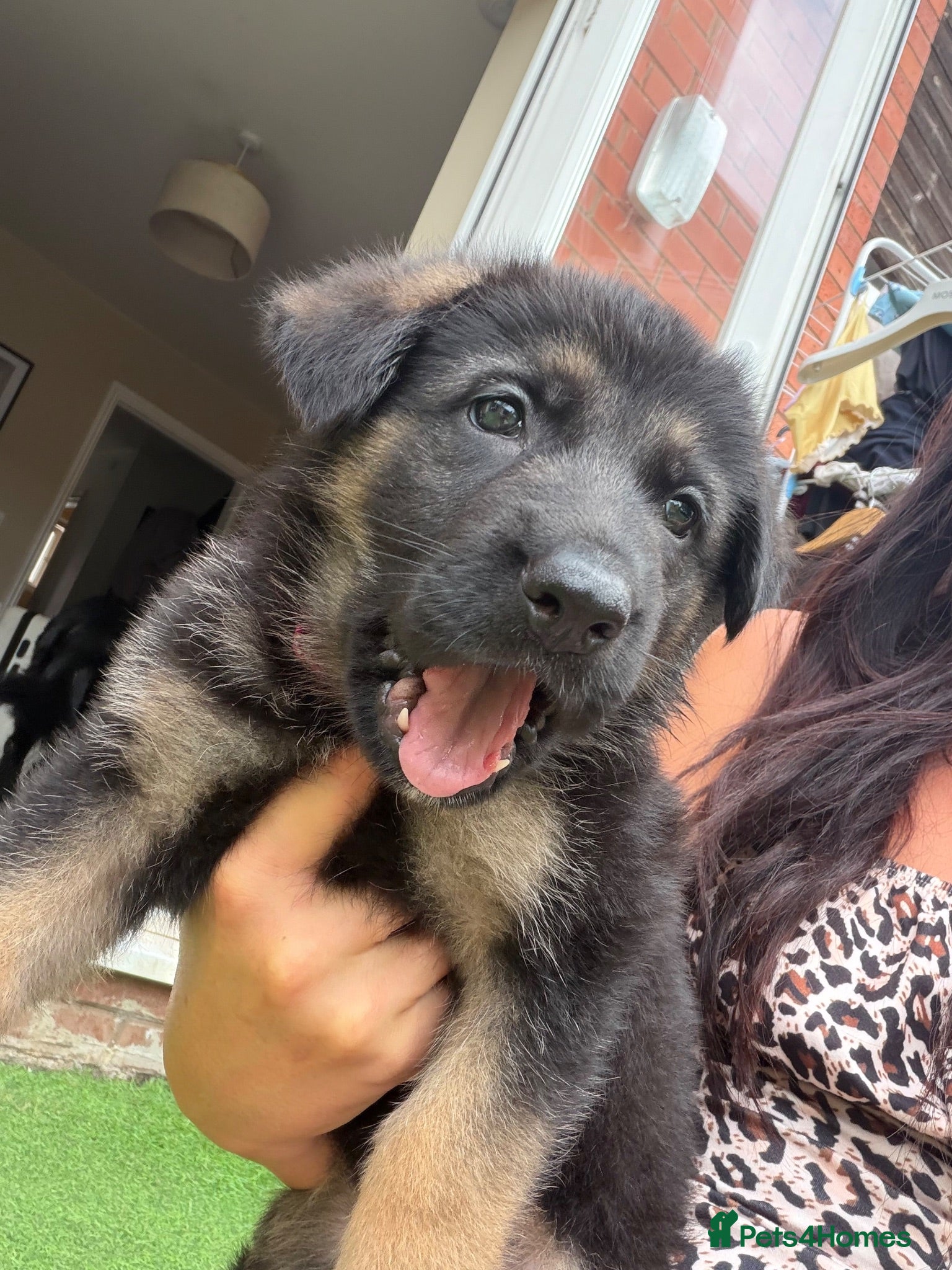 German Shepherd dogs 8 German Shepard puppies 4 black 4 Black and Tan  - Advert 1