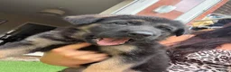 German Shepherd dogs for sale: 8 German Shepard puppies 4 black 4 Black and Tan  - Advert 1