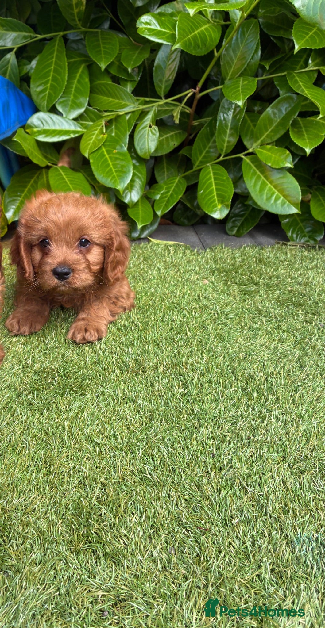 Cavapoo dogs Cavapoo puppies - Advert 10