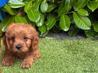 Cavapoo dogs Cavapoo puppies - Advert 10