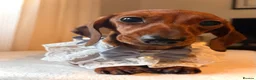 Miniature Dachshund dogs for sale: 2 Adult Smooth Haired Miniature Dachshund  - Advert 6