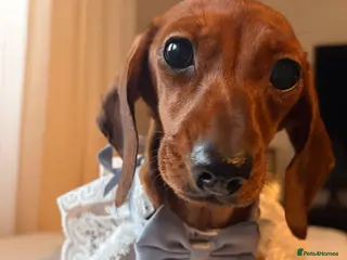 Miniature Dachshund dogs 1 Adult Smooth Haired Miniature Dachshund - Advert 18