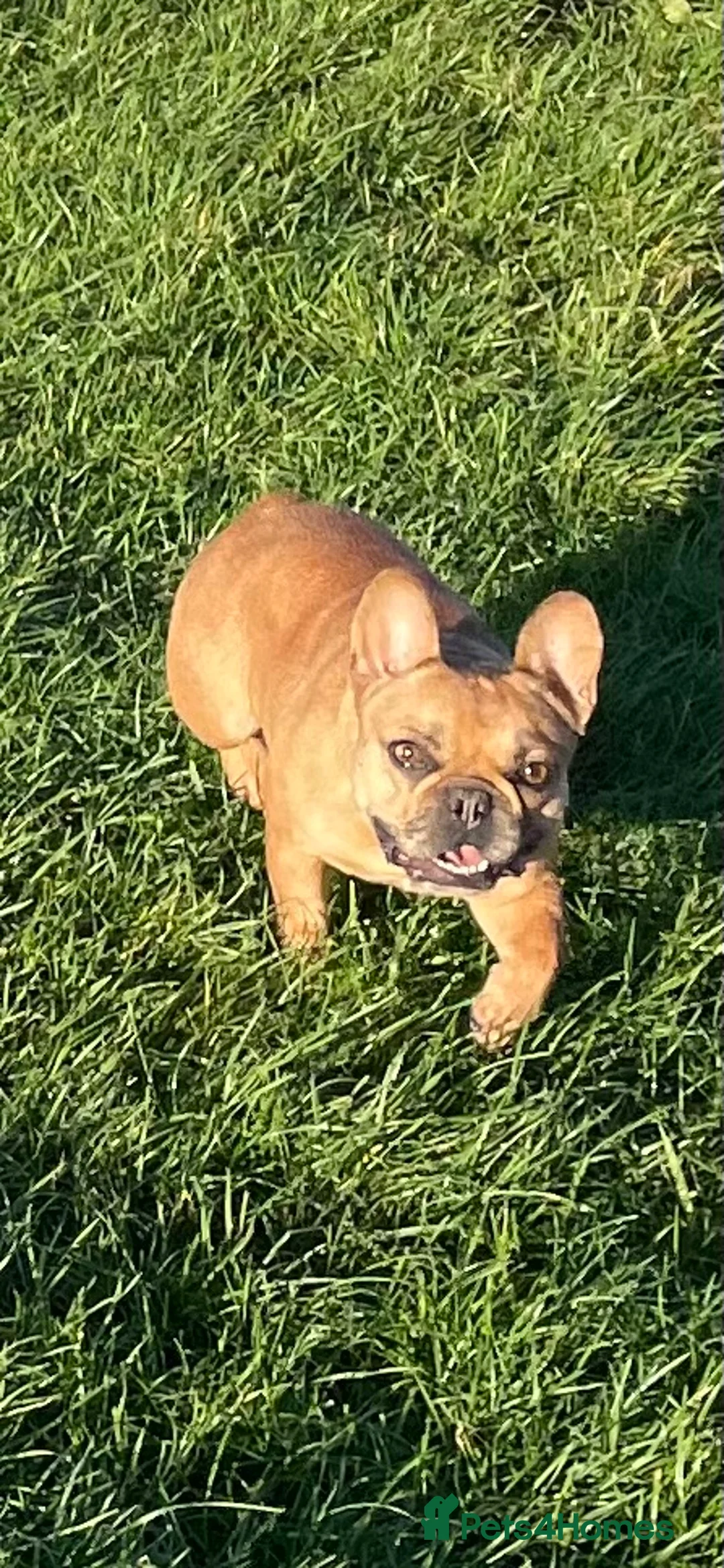 French Bulldog dogs for sale: KC HEALTH TESTED FRENCH BULLDOGS SPAYED GIRLS  - Advert 14