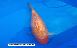 Koi Carp fish for sale: Variety of koi for sale  - Advert 3