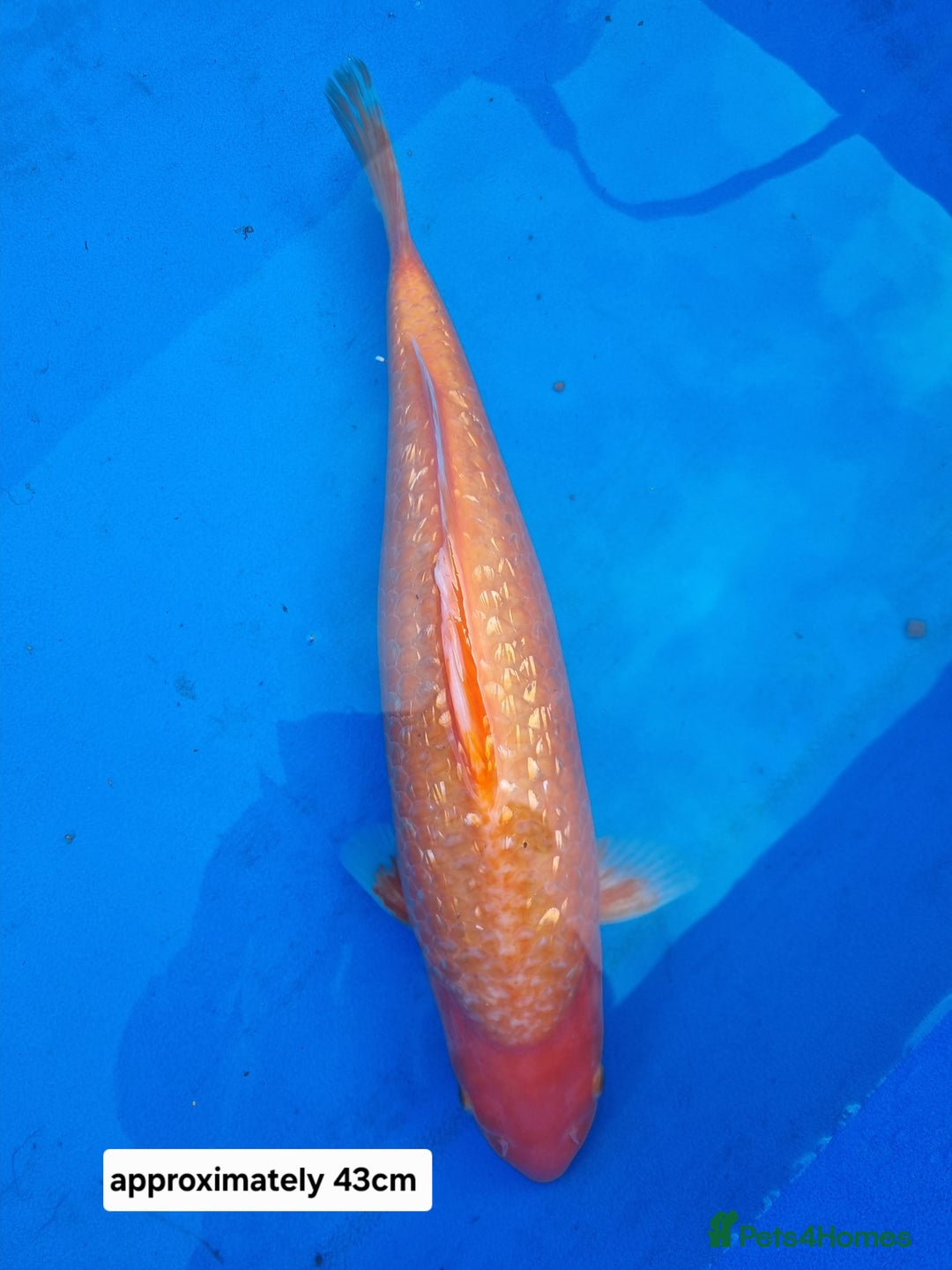 Koi Carp fish for sale: Variety of koi for sale  - Advert 3