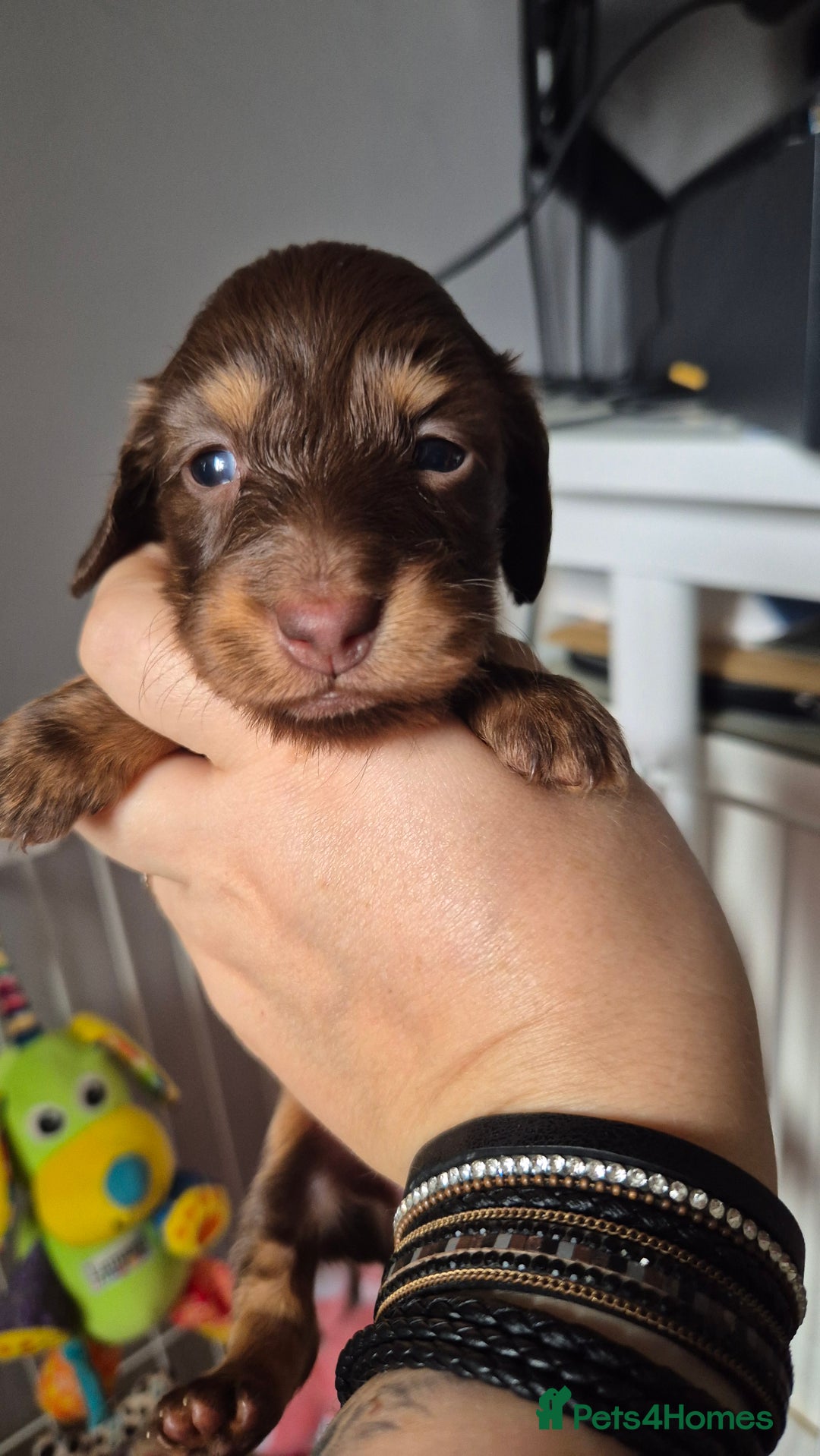 Miniature Dachshund dogs for sale: KC PRA clear Miniature dachshund puppies  - Image 3