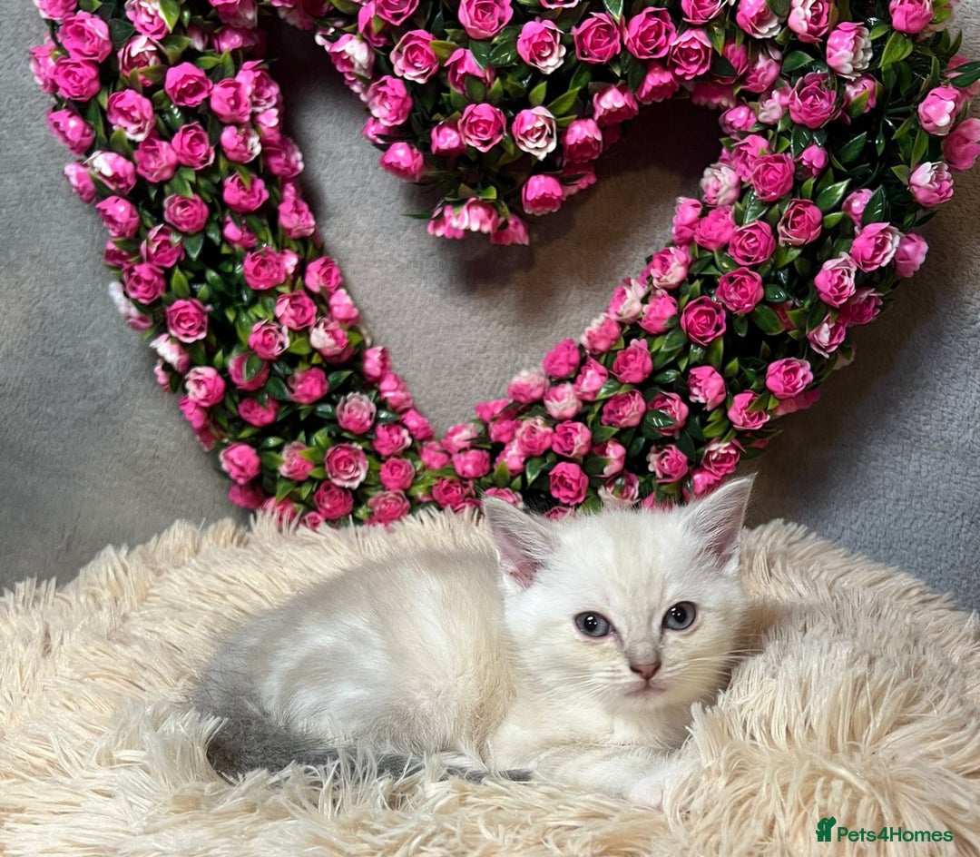 Mixed Breed cats for sale: 6 cute blue-eyed Ragdoll and BSH mix kittens  - Advert 3