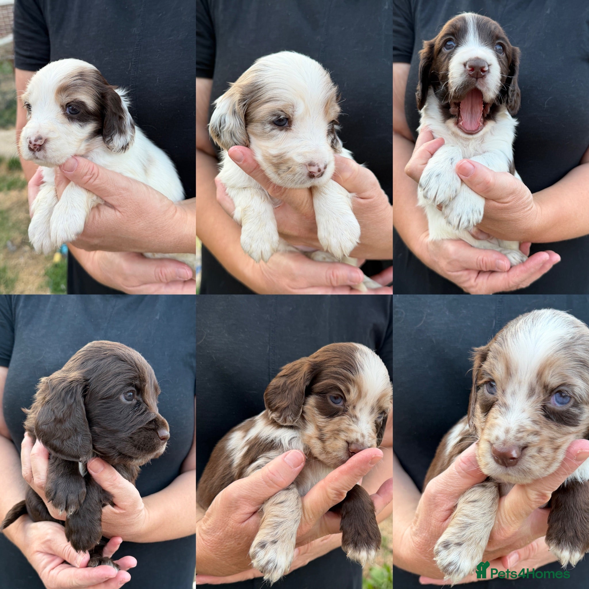 Cocker Spaniel dogs Beautiful Merle Cocker Spaniel Puppies  - Advert 9