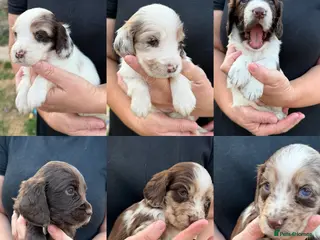 Cocker Spaniel dogs Beautiful Merle Cocker Spaniel Puppies - Advert 9
