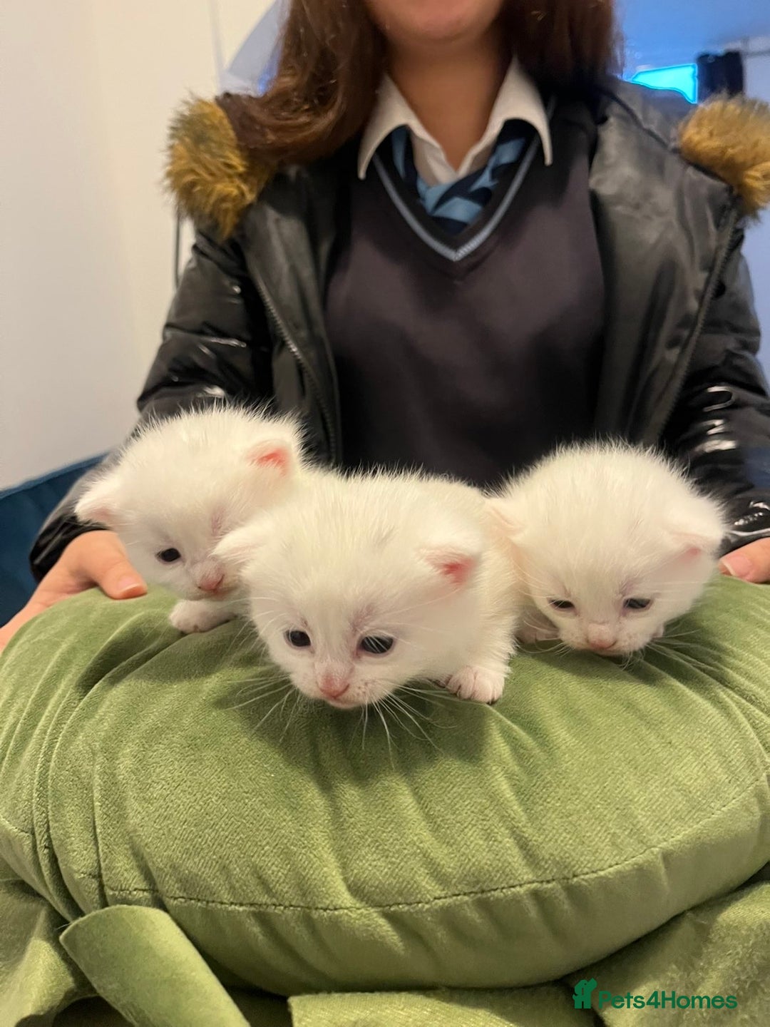 Khao Manee cats for sale: Cut fluffy kittens  - Advert 2