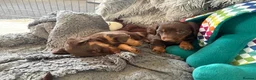 Dachshund dogs for sale: Long haired chocolate and tan  - Advert 4