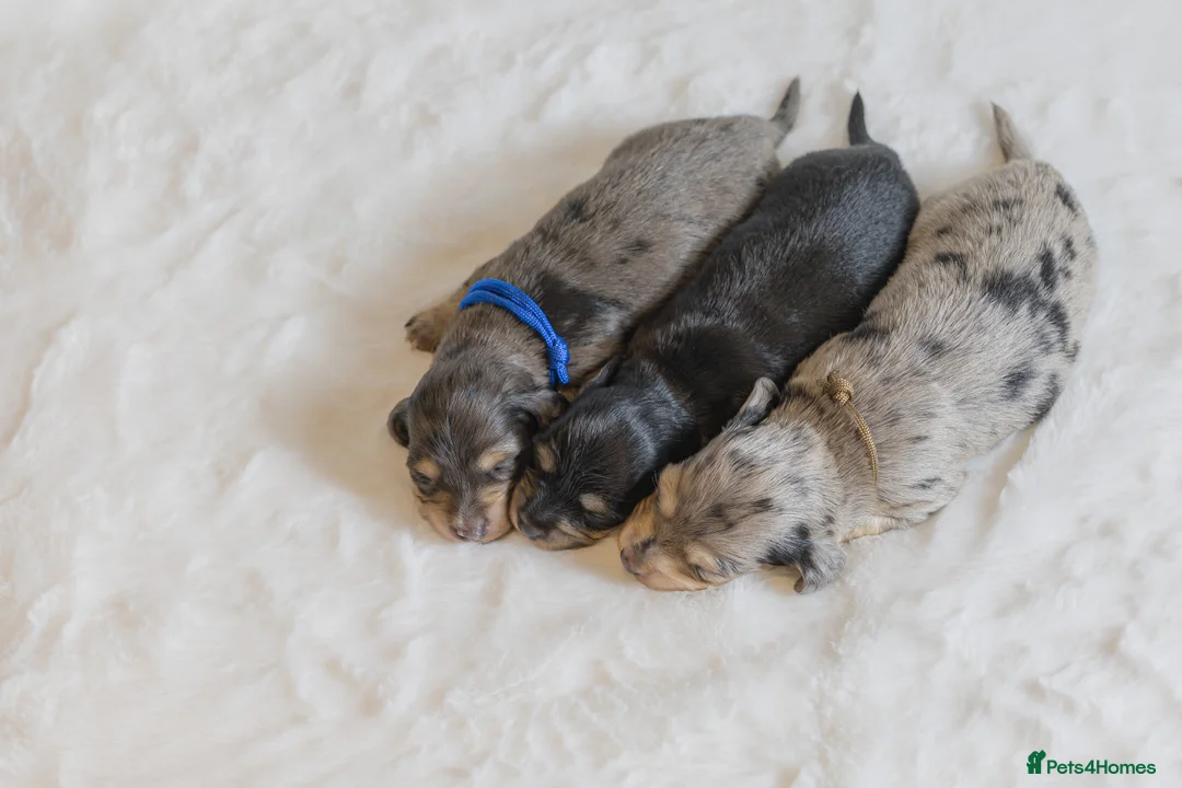Miniature Dachshund dogs for sale: Exceptional PRA clear Champion miniature L/H dachs - Advert 4