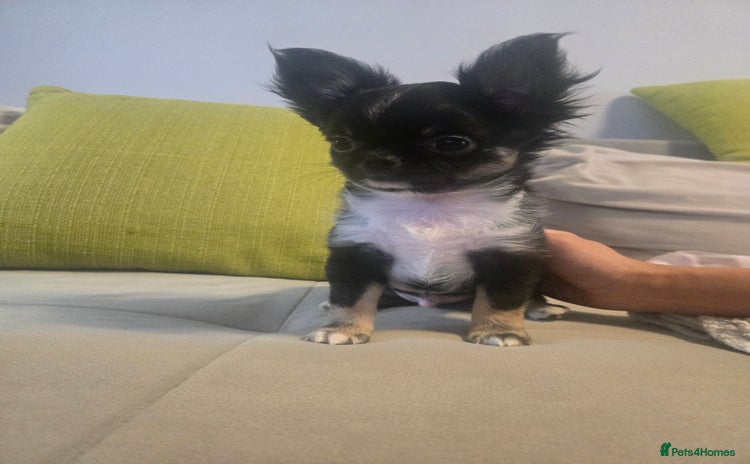 Chihuahua dogs - Advert 2