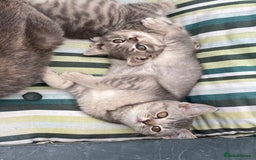 British Shorthair cats for sale: British shorthair kittens  - Image 14