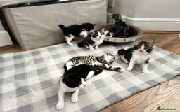 Mixed Breed cats for sale: 3 Lovely Kittens - Image 11