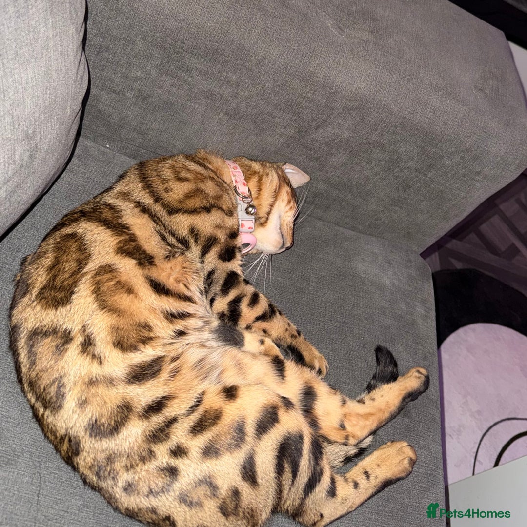 Bengal cats for sale: Sweet bengal boy - Image 2