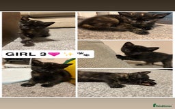 British Shorthair cats for sale: ✨4 BEAUTIFUL KITTENS✨ - Image 3