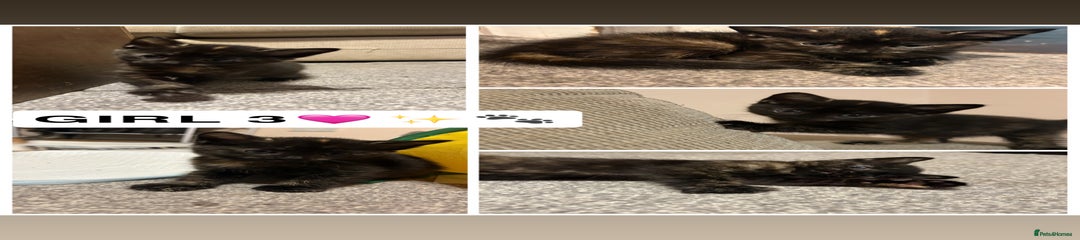 British Shorthair Kitten 3