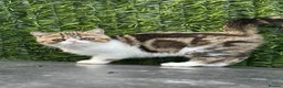 Exotic cats for sale: Hello my name is Agnus - Advert 9