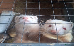 Ferret rodents for sale: 3 Ferrets for rehome  - Advert 3