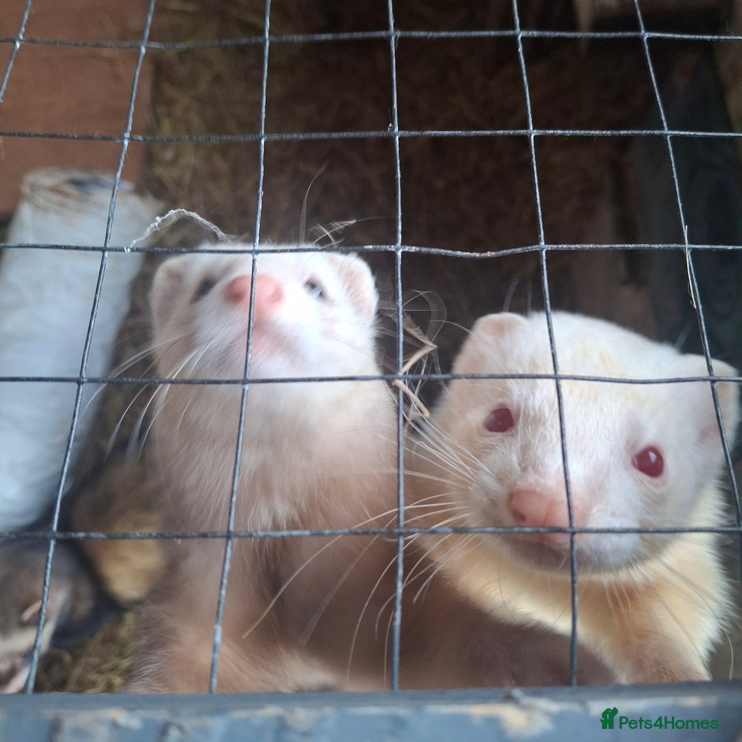 Ferret rodents for sale: 3 Ferrets for rehome  - Advert 3