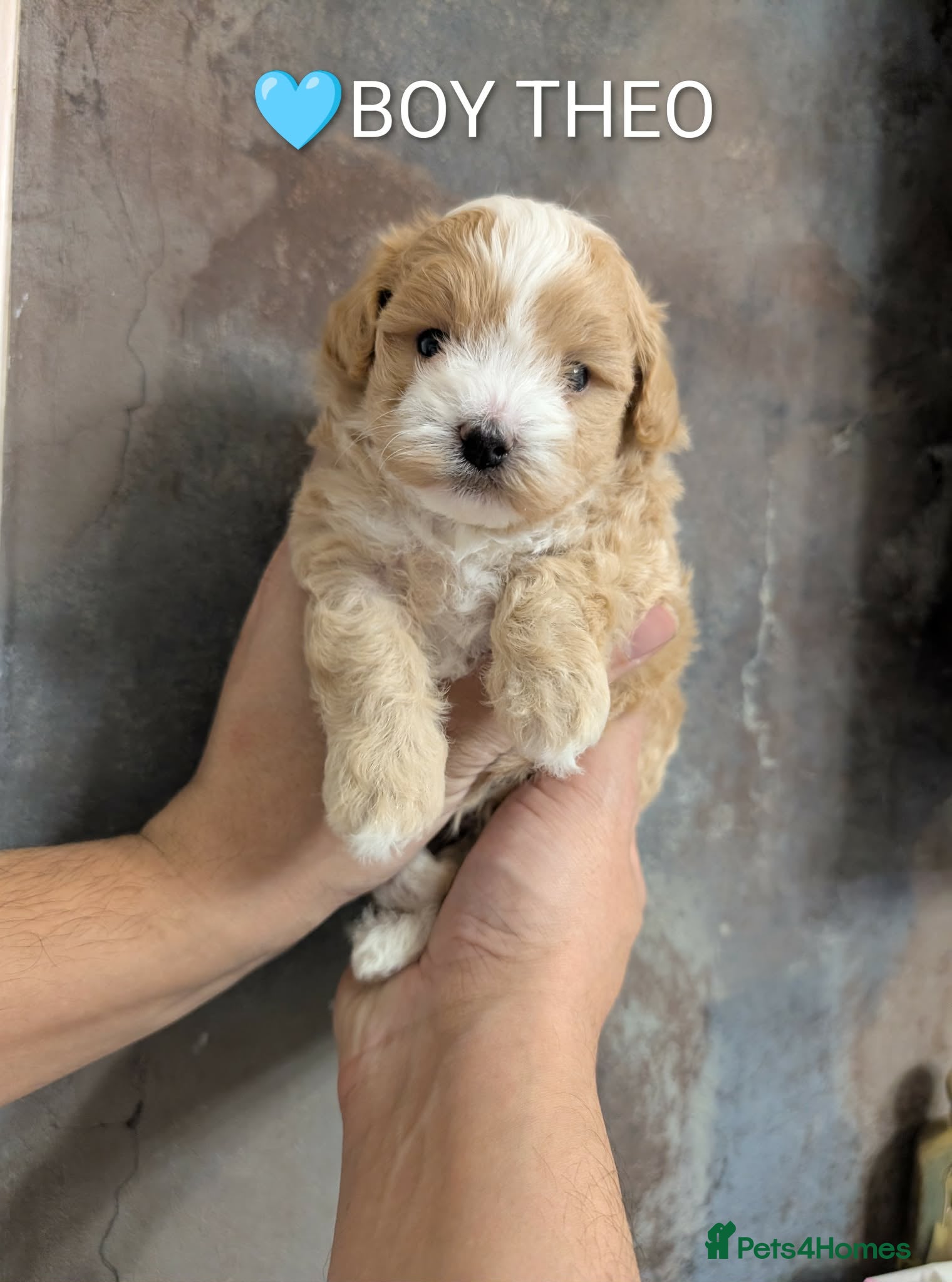 Maltipoo dogs 💫TOP QUALITY LUXURY F1 MALTIPOO LAST BOY❗🩵 - Advert 6