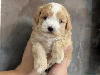 Maltipoo dogs 💫TOP QUALITY LUXURY F1 MALTIPOO LAST BOY❗🩵 - Advert 6