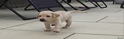 Labrador Retriever dogs for sale: 3 Beautiful Labs for sale 2x Boys 1x Girls  - Advert 2