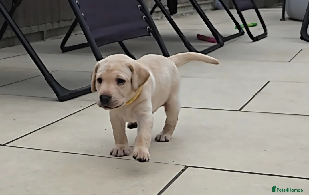 Labrador Retriever dogs for sale: 3 Beautiful Labs for sale 2x Boys 1x Girls  - Advert 2