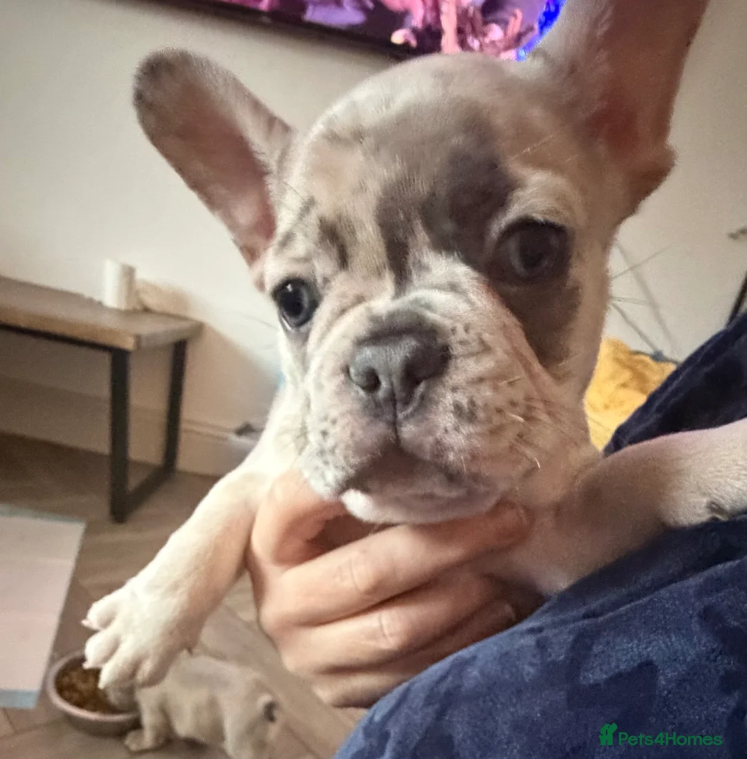 French Bulldog dogs for sale: French bulldog puppies  - Advert 7
