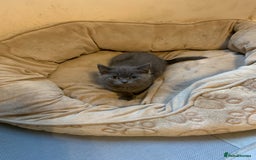 British Shorthair cats for sale: British short hair crossed  - Image 5