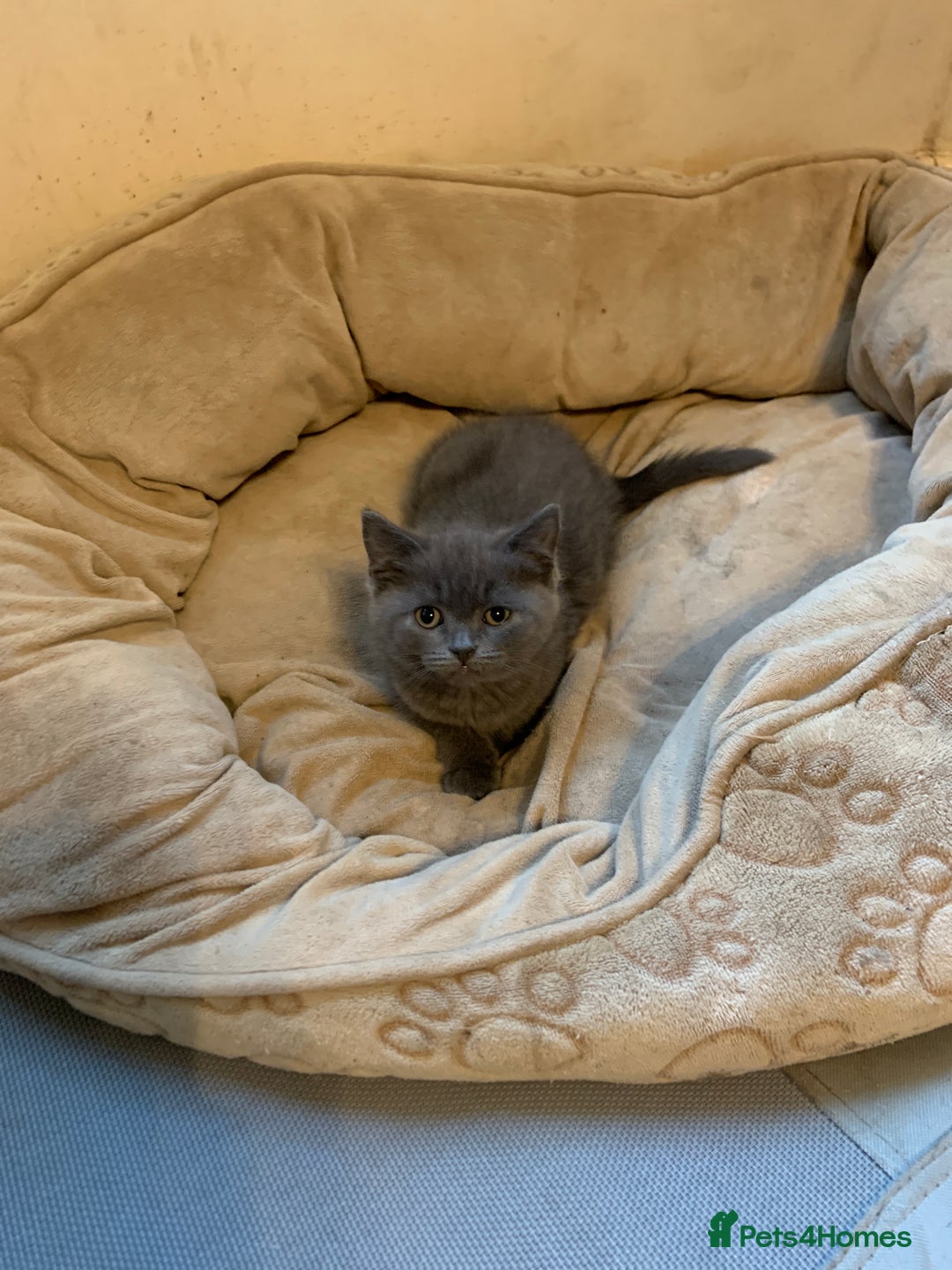 British Shorthair cats for sale: British short hair crossed  - Image 5