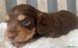 Miniature Dachshund dogs for sale: Beautiful Miniature Dachshunds Dapple Choc & cream - Image 4
