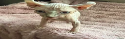 Sphynx cats for sale: Elf Sphynx boy in Ulverston - Advert 6