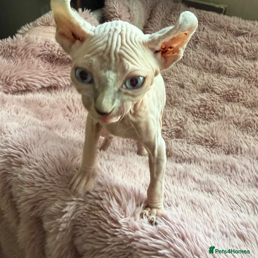 Sphynx cats for sale: Elf Sphynx boy in Ulverston - Advert 6