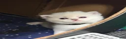 British Shorthair cats for sale: LAST FEMALE - White British Shorthair Chinchilla - Advert 2